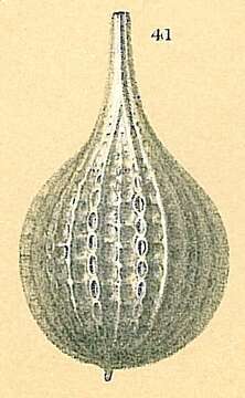 Image of Cushmanina torquata (Brady 1881)