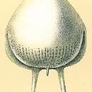 Image of Fissurina caudigera (Brady 1884)
