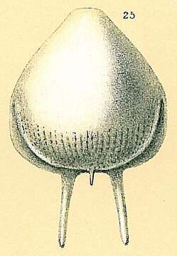 Image of Fissurina caudigera (Brady 1884)