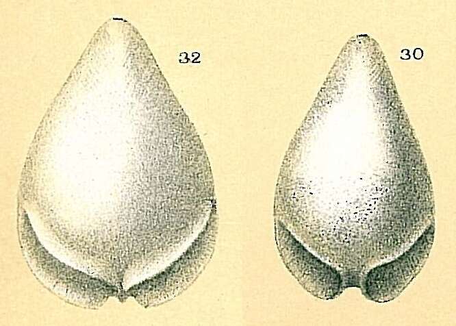 Image of Fissurina alveolata (Brady 1884)
