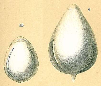 Image of Fissurina annectens (Burrows & Holland 1895)