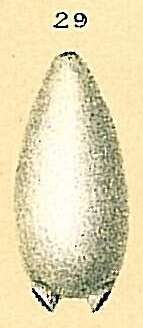 Image of Fissurina auriculata (Brady 1881)