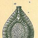 Image of Fissurina brevis (Brady 1884)
