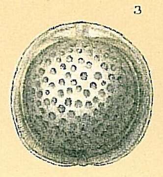 Image of Fissurina contusa Parr 1945