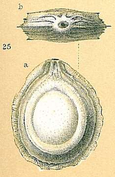 Fissurina cucullata Silvestri 1902 resmi