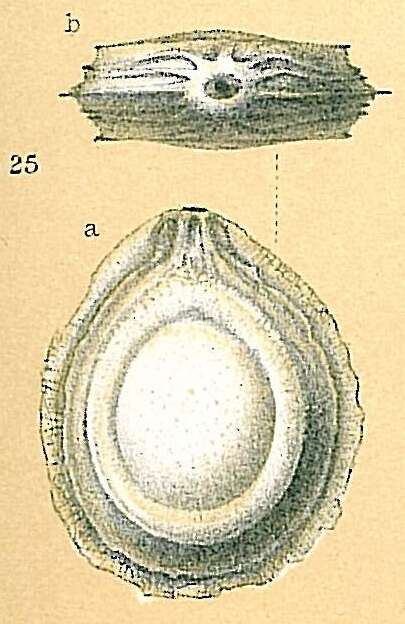 Image of Fissurina cucullata Silvestri 1902