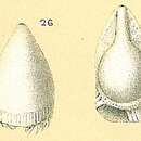 Image of Fissurina fimbriata (Brady 1881)