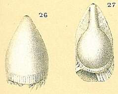 Image of Fissurina fimbriata (Brady 1881)