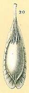 Image of Fissurina foliformis (Buchner 1940)