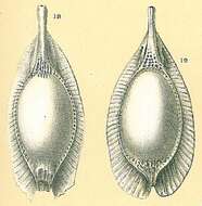 Image of Nodosariata