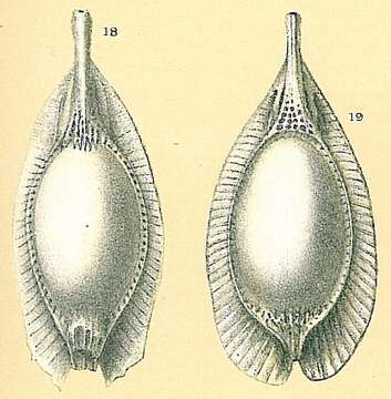 Image of Fissurina stschedrinae Lukina 1972