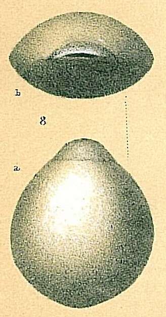 Image of Fissurina laevigata Reuss 1850