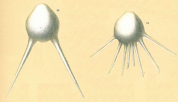 Image of Fissurina longispina (Brady 1881)