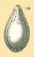 Image of Fissurina orbignyana Seguenza 1862