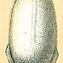 Image of <i>Fissurina quadrata</i> subsp. <i>carinata</i> (Chapman 1909)