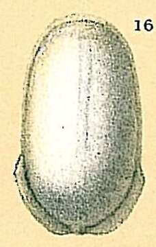 Image of <i>Fissurina quadrata</i> subsp. <i>carinata</i> (Chapman 1909)