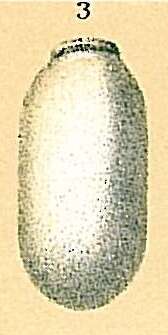 Image of Fissurina quadrata (Williamson 1858)
