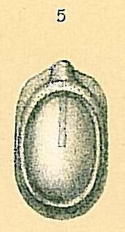 Image of Fissurina rizzae Seguenza 1862