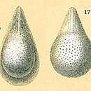 Image of Fissurina semimarginata (Reuss 1870)