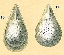 Image of Fissurina semimarginata (Reuss 1870)