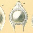 Image of Fissurina seminiformis (Schwager 1866)