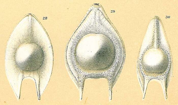 Image of Fissurina seminiformis (Schwager 1866)