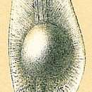 Image of Fissurina siliqua (Jones 1874)