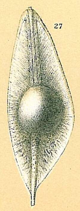 Image of Fissurina siliqua (Jones 1874)