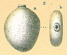 Image of Ellipsolagenidae
