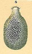 Image of Ellipsolagenidae