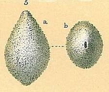 Image of Ellipsolagenidae