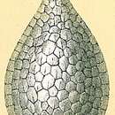 Image of Fissurina squamosomarginata (Parker & Jones 1865)