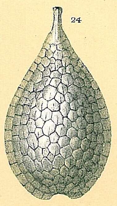 Image of Fissurina squamosomarginata (Parker & Jones 1865)