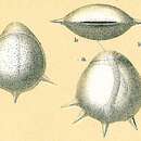 Image of Fissurina staphyllearia Schwager 1866