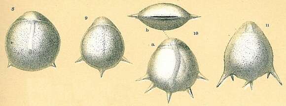 Fissurina staphyllearia Schwager 1866 resmi