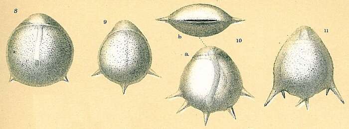 Image of Fissurina staphyllearia Schwager 1866