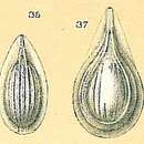 Image of Fissurina striolata (Sidebottom 1912)
