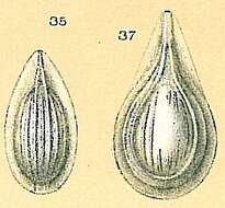 Image of Fissurina striolata (Sidebottom 1912)