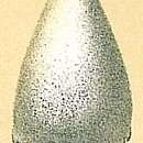 Image of Fissurina unguiculata (Brady 1881)