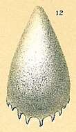 Image of Fissurina unguiculata (Brady 1881)