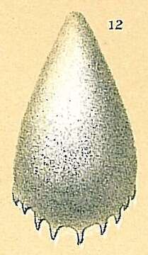 Image of Fissurina unguiculata (Brady 1881)