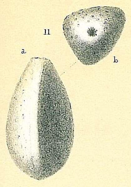 Image of Galwayella oblonga (Seguenza 1862)