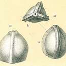 Image of Galwayella trigonomarginata (Parker & Jones 1865)