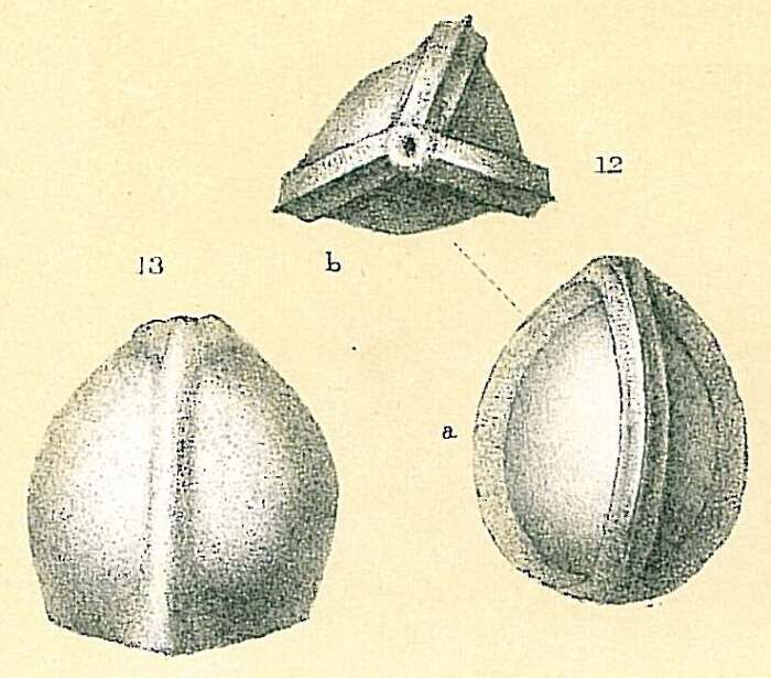 Image of Galwayella trigonomarginata (Parker & Jones 1865)