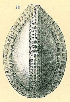 Image of Galwayella trigonoornata (Brady 1881)