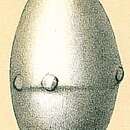 Image of Glandulina ovula d'Orbigny 1846