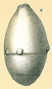Image of Glandulinidae
