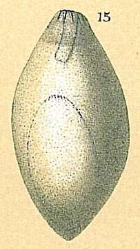 Image of Glandulinidae