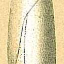 Image of Globulotuba Collins 1958