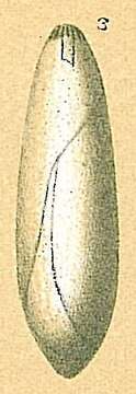Image of Glandulinidae